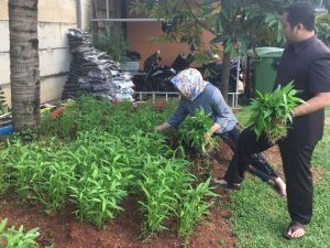 Sehari Jelang Pencoblosan, Arief Panen Kangkung Sachrudin Bersepeda(Foto bantenhariini_anda_aep.BHI)