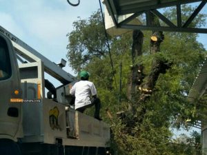 Perindah Kota Serang, Dinas Perkim Tebang Pohon di Kasemen_Foto Bantenhariini.BHI
